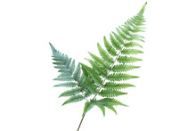 Japanese Painted Fern Leaves PNG Isolated On Transparent Background - A Beautiful And Hardy Ornamental Plant For Your Garden