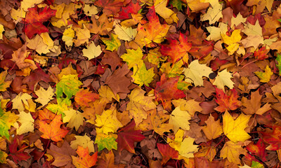 Wall Mural - Autumn leaves texture. Natural background.