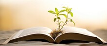 Mustard Plant Growing On Bible Symbolizes Christian Faith And Spiritual Growth