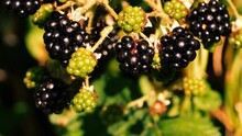 Wild Blackberries Ripening On Bush Close Up