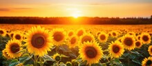 Sunflower Landscape In A Yellow Field During Sunset In Summer