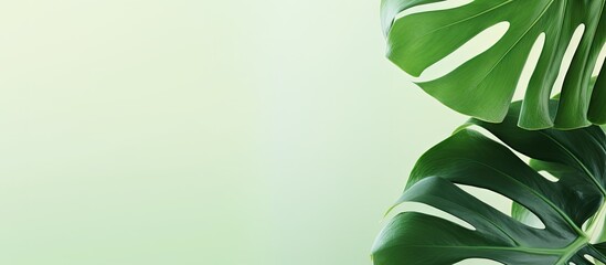 Leinwandbilder - Monstera leaves in a modern interior minimalism concept