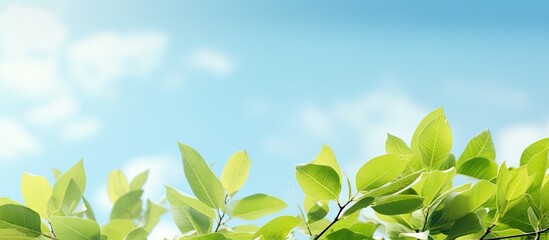 Poster - Spring landscape with soft lighting showcasing green leaves and blue sky