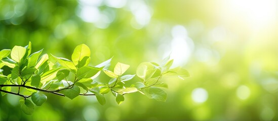 Poster - Blurred green leaf background with sunlight and copy space representing natural plants and ecology