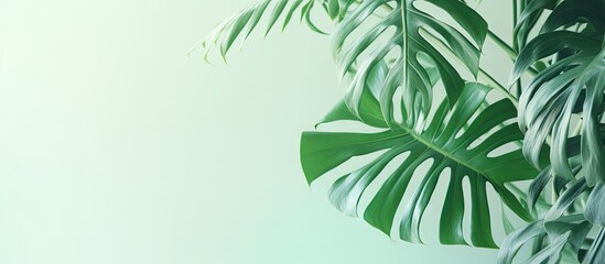 Leinwandbilder - Monstera leaves in a modern interior minimalism concept