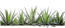 Agave Hurters A Succulent From The Asparagaceae Family In A Cutout Form Ideal Backdrop For Plant Themes With Space For Text