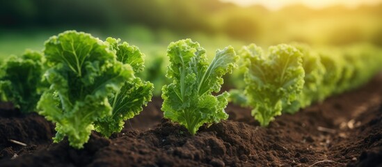 Poster - Picture of young kale plants in rich soil with empty area for text