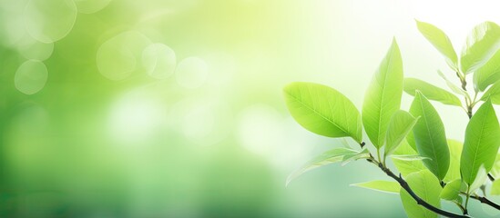 Leinwandbilder - Blurry green leaf backdrop signifies fresh ecology and abstract wallpaper