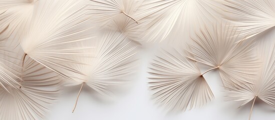 Leinwandbilder - Close up view of dried tropical palm leaves top view white backdrop empty space