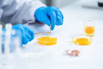 Wall Mural - laboratory of chicken egg in agriculture manufacturing industry or food quality control research, expert inspection working to science analysis test in medicine biology safety, biotechnology concept