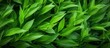 © vxnaghiyev - Grassy leaves for backgrounds wallpaper and websites Copy space frame