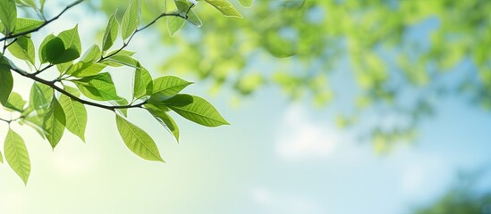 Canvas Print - Spring landscape with soft lighting showcasing green leaves and blue sky