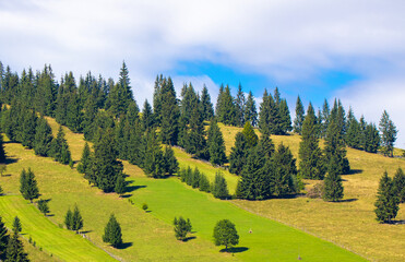 Wall Mural - Landscape with scattered pine trees on a mountain slope in summer