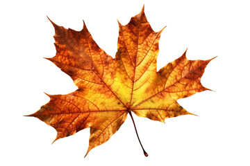 Wall Mural - vibrant autumn maple leave isolated on transparent background - fall foliage in high-resolution png