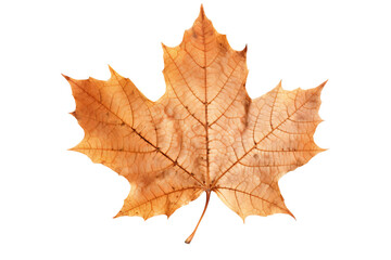 Wall Mural - vibrant autumn maple leave isolated on transparent background - fall foliage in high-resolution png