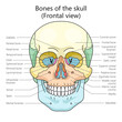 human skull bones structure diagram schematic raster illustration. Medical science educational illustration