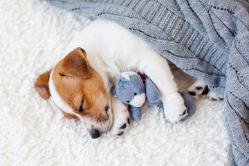 Wall Mural - Little white puppy sleeping on white cozy blanket at home