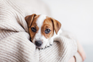 Wall Mural - Owner holds cut Puppy dog