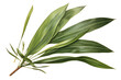 © Ameer - New Zealand flax leave isolated on transparent background - high quality PNG of phormium tenax plant