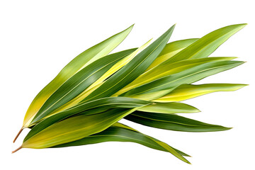 Wall Mural - New Zealand flax leave isolated on transparent background - high quality PNG of phormium tenax plant