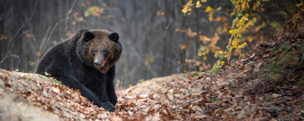 Wall Mural - bear in autumn forest. ursus arctos, fall colours. dangerous animal in natural habitat