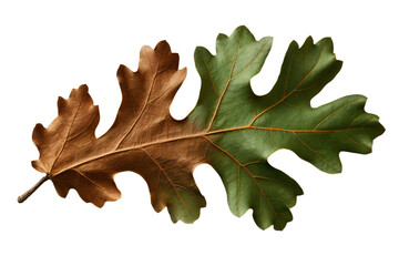 Wall Mural - oak leaf isolated on a transparent background