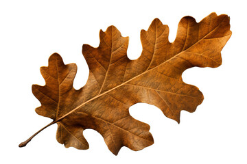 Wall Mural - oak leaf isolated on a transparent background