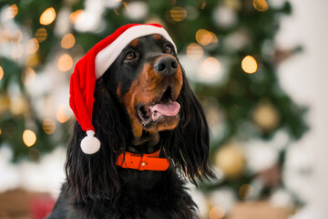 Wall Mural - Gordon setter dog wearing Santa hat in Christmas time at home holidays portrait. Purebred pet doggy sitting and looking at camera with XMas New Year lights on background