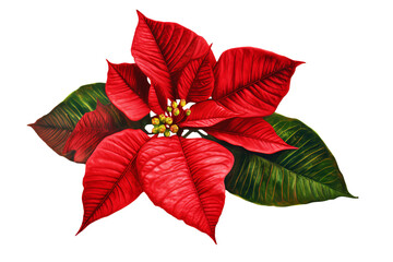 Wall Mural - Red and green poinsettia leaves isolated on transparent background - Christmas flower clipart