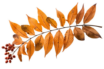 Wall Mural - rowan leaves isolated on transparent background - high quality png of autumn foliage