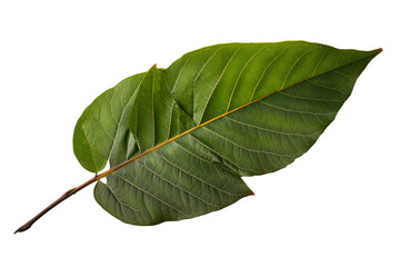 Wall Mural - sassafras leaves in different shapes and colors isolated on background background