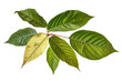 Green sassafras leaves isolated on a transparent background - high quality PNG
