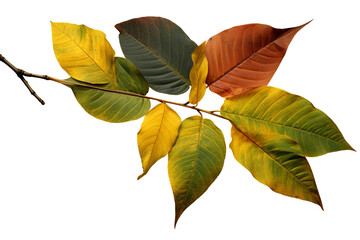 Wall Mural - green and yellow sassafras leaves with different shapes isolated on a transparent background - high 