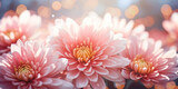 Close-up of chrysanthemum flowers in pink tones with a backdrop of soft lights, ideal for creating a romantic and elegant atmosphere.