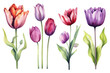 Watercolor image of a set of tulip flowers on a white background