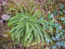 Closeup View Of Wild Green Asplenium Trichomanes Aka Maidenhair Spleenwort Small Fern Growing On Old Moss Covered Stone Wall