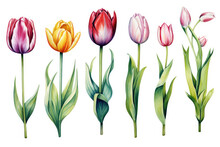 Watercolor Image Of A Set Of Tulip Flowers On A White Background