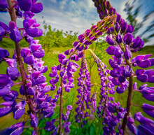 Purple Lupin Flowers Blooms In The Field. Astonishing Spring View Of Botanical Garden With Fabaceae Family Plants. Wonderful Floral Background. Anamorphic Macro Photography.