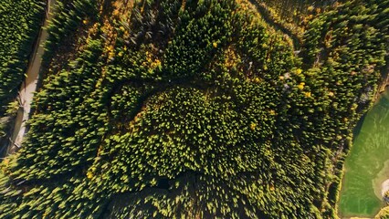 Wall Mural - drone view of a forest in the rocky mountains. banff national park, alberta, canada. landscape from 