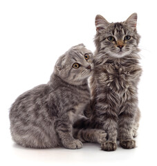 Canvas Print - Two gray cat.