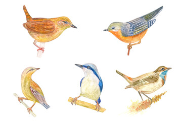 watercolor collection of little birds. a pretty bird perching on a branch. 