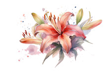 Watercolor Painting Of A Pink Lily Flower With Green Leaves On A Transparent Background
