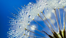 Dandelion On A Blue Canvas Beautiful Big And Many Small Drops Of Water On Dandelion Macro Flower. Background Wallpaper