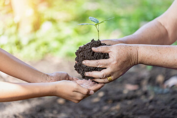 Wall Mural - Old woman hand and child hand helping plant seedlings in the ground, the concept of forest conservation and tree planting.