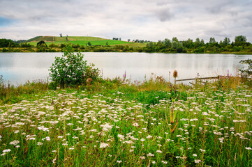 Wall Mural - common yarrow wildflowers at branton lakes, a nature reserve which was constructed from a former min