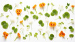 Nasturtium flowers and leaves pattern on white background, floral flat lay 