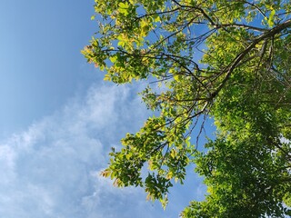 clear sky and fresh leaf. close up of two different trees with fresh leaves on a clear sky background. fresh green leaves. green leaf tree branch on clear sky background. Green leaves with blue sky.