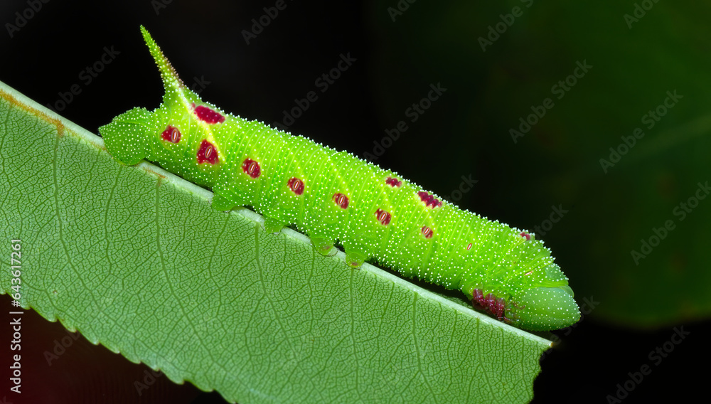 twin spotted sphinx moth caterpillar - Smerinthus jamaicensis - on host ...