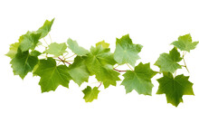 Wild Grape Vine Leaves With Green Colors Isolated On Transparent Background - PNG With High Resolution