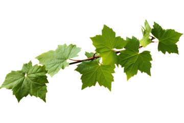 Wall Mural - Wild grape vine leaves with green colors isolated on transparent background - PNG with high resolution